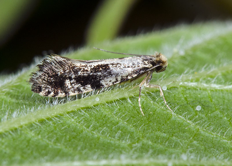 Microeterocero - Nemapogon cfr. granella, Tineidae